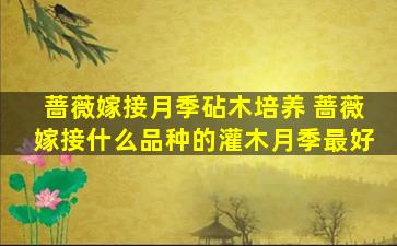 蔷薇嫁接月季砧木培养 蔷薇嫁接什么品种的灌木月季最好